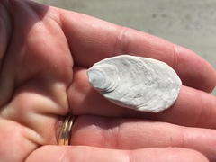 Crepidula plana