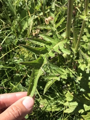 Cirsium rivulare