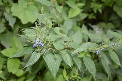 Salvia connivens