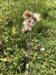 Cirsium rivulare