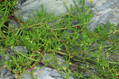 Spergularia canadensis