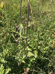 Cirsium rivulare