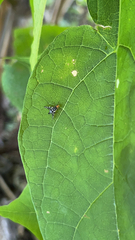 Rhagoletis striatella
