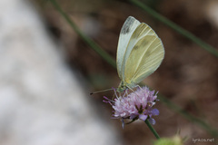 Pieris ergane