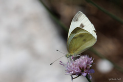 Pieris ergane