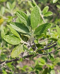 Neopringlea integrifolia