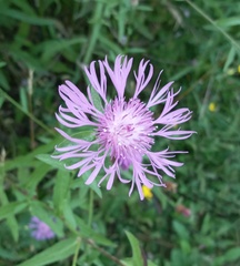 Centaurea thuillieri