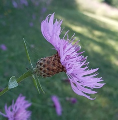 Centaurea thuillieri