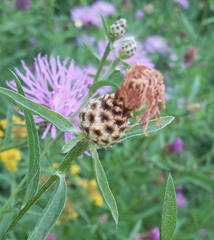 Centaurea thuillieri