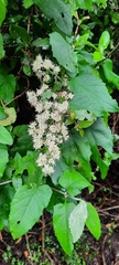 Buddleja dysophylla