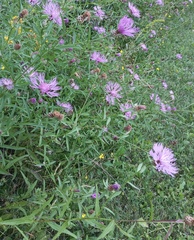 Centaurea thuillieri