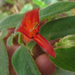 Columnea ceticeps - Photo (c) Bioexploradores Farallones, some rights reserved (CC BY-NC), uploaded by Bioexploradores Farallones