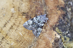 Catocala amica