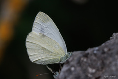 Pieris ergane