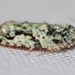 Maple Bud Borer Moth - Photo (c) Larry Clarfeld, some rights reserved (CC BY-NC), uploaded by Larry Clarfeld