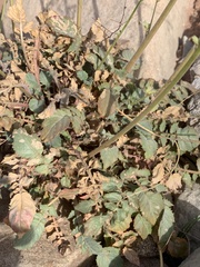 Chylismia multijuga