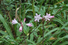 Crinum moorei