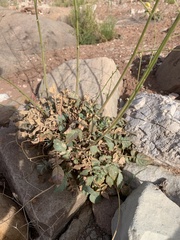 Chylismia multijuga