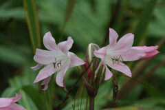 Crinum moorei