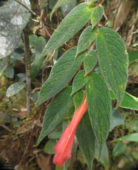 Columnea ceticeps