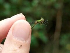 Lestes virens