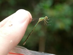 Lestes virens