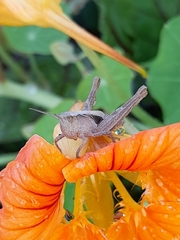 Chorthippus brunneus