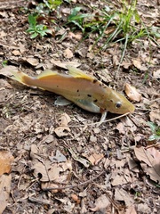 Pimelodus blochii
