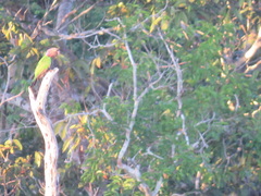 Deroptyus accipitrinus