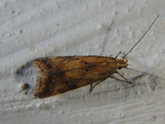Brachmia blandella