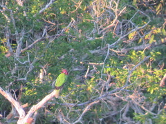 Deroptyus accipitrinus