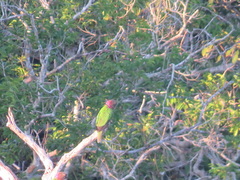 Deroptyus accipitrinus