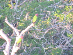 Deroptyus accipitrinus