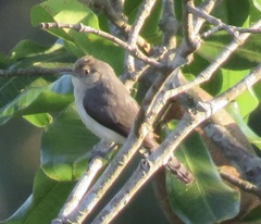 Odontorchilus cinereus