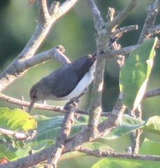 Odontorchilus cinereus