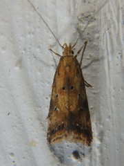 Brachmia blandella