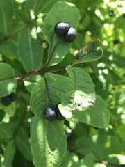 Lonicera nigra