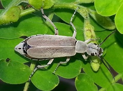 Epicauta cupraeola