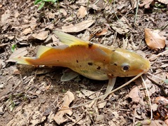 Pimelodus blochii