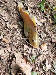Pimelodus blochii