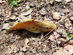 Pimelodus blochii