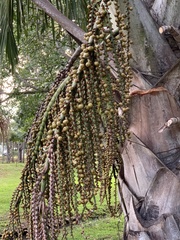 Mauritia flexuosa