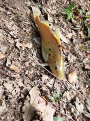 Pimelodus blochii