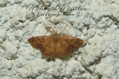 Brachyglossina manicaria