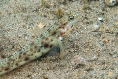 Vanderhorstia ornatissima