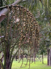 Mauritia flexuosa