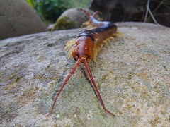 Scolopendra angulata