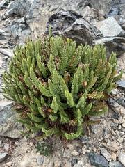 Polystichum lemmonii