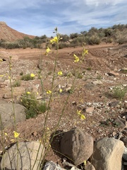 Chylismia multijuga