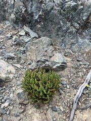 Polystichum lemmonii